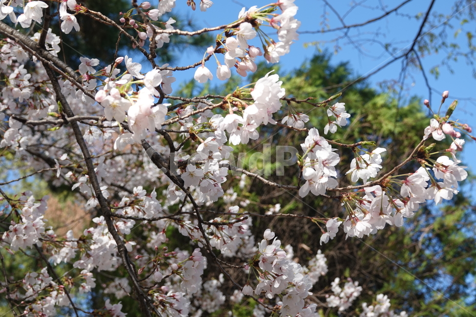 plant,식물,flower,꽃,blossom,cherryblossom,벚꽃,식물,자연,plants,nature,꽃,flower