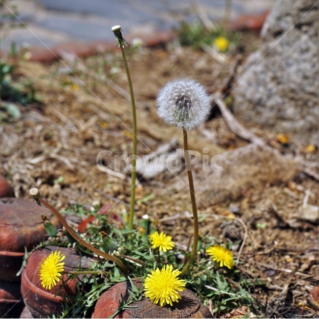 봄,민들레,봄꽃,노랑,자연,홀씨,식물,자연,plants,nature,꽃,flower