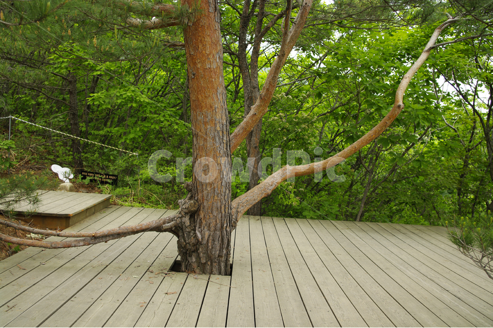 소나무,나무,숲,자연,산책,식물,힐링,식물,자연,plants,nature,나무,trees,wood