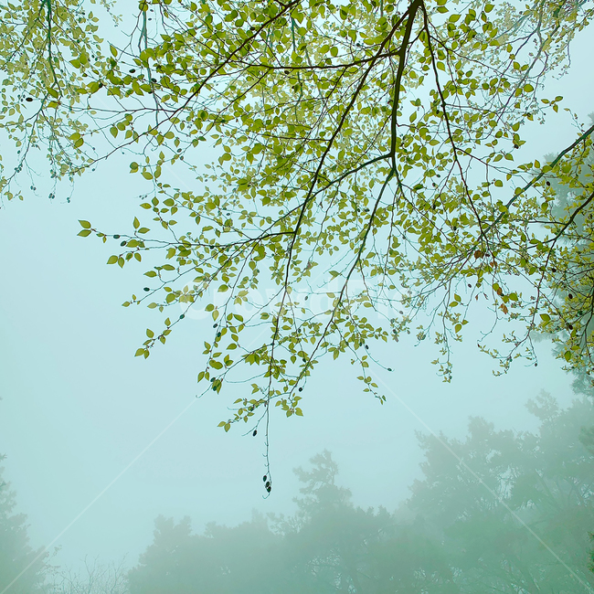tree,나무,plant,식물,초목,하늘,안개,안개숲,새벽,풍경