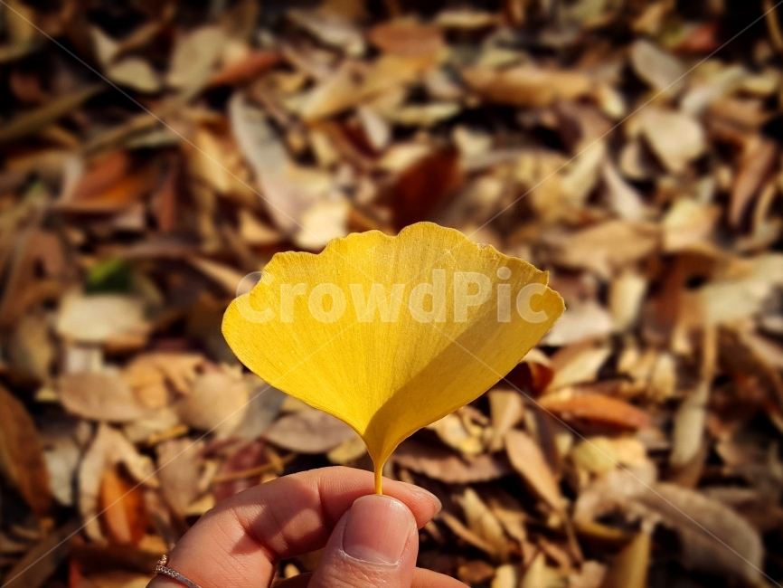 가을,감성,캐논,낙엽,단풍,은행,노트5,사진,촬영,학교,캠퍼스,campus,autumn,fallenleaves,canon,여유,공강,한적함,스냅,은행잎,낙엽천국,가을끝자락,fall,snap,광합성,대학생,가을,계절,fall,autumn,season,식물,자연,plants,nature,사람,인물,인간,human,person,신체일부,몸,body,ground,바닥