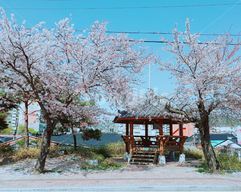 봄,spring,벚꽃,cherryblossoms,정자,길거리,한국,korea,분위기있는,나무,tree,예쁜,beautiful