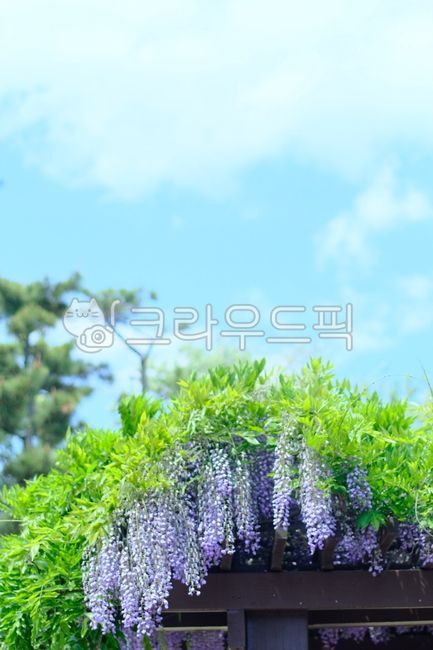 등나무,등나무꽃,꽃,flower,보라색,보라꽃,blossom