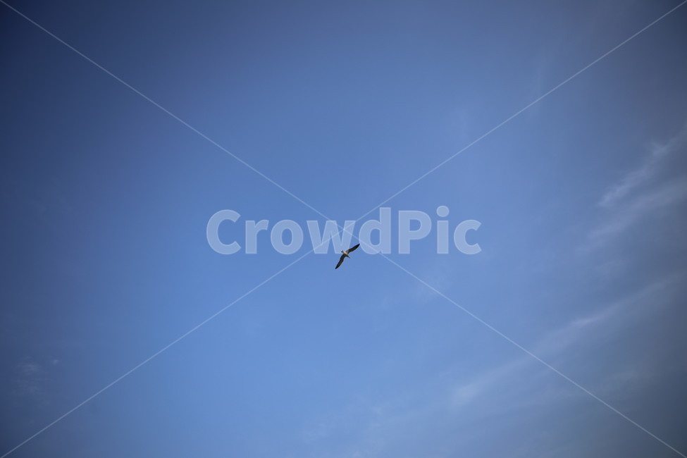 하늘,새,동물,배경,갈매기,구름,sky,bird,animal,flying