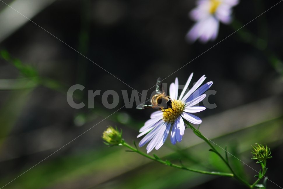 꽃과벌,들국화,구절초,꿀벌,곤충,가을,가을꽃,식물,자연,plants,nature,꽃,flower,동물,animal,곤충,벌레,insect,bug