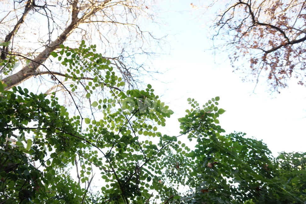 풀숲,자연환경,풍경,나무,나무숲,숲속,풀,자연,풍경,nature,landscape,tree,plant,식물