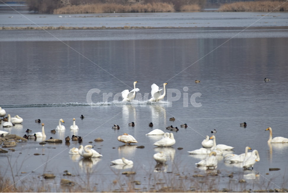 고니,큰고니,백조,tundraswan,겨울철새,물새,동물,animal,조류,새,birds