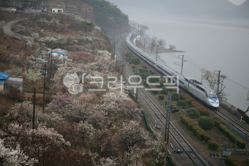 plum,spring,Plum Village,plum blossom,train track,train