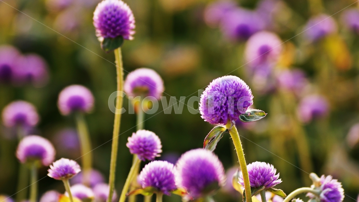 천일홍,꽃축제,꽃길,식물,자연,식물,자연,plants,nature,꽃,flower