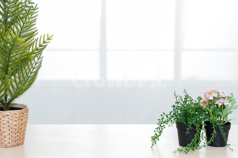 실내,배경,창문,창틀,빛,흰색,검은색,테이블,탁자,깨끗한,현대적인,거실,조화로운,공간,카피스페이스,작은,아담한,식물,화분,녹색,줄기,화초,꽃,분홍색,꽃잎,꽃,flower,실내용화초,화분,화초,house plant,인테리어,실내디자인,interior design
