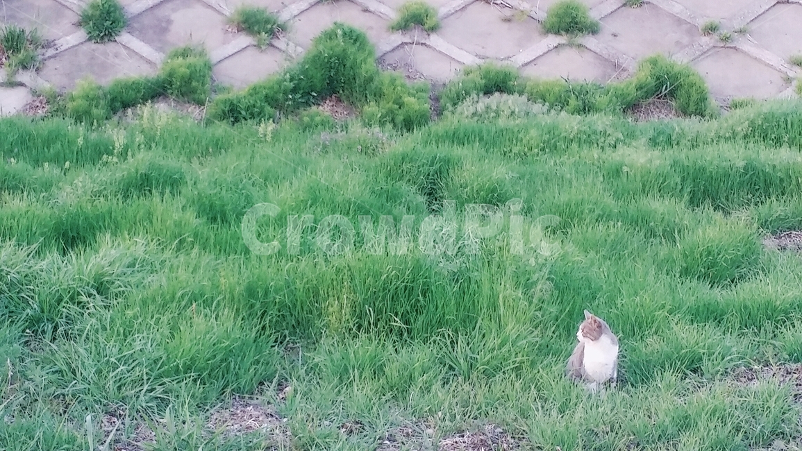 자연,고양이,동물,풀,잔디,풀숲,공원,산책,잡초,동물,animal,포유류,mammal,고양이,cat,kitten,kitty