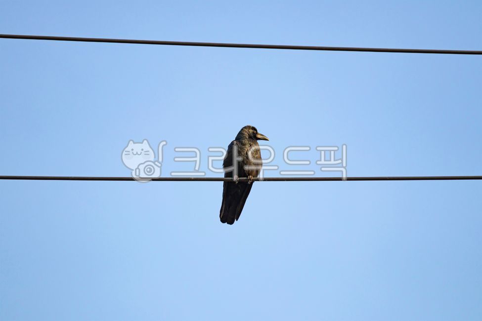 sky,blue sky,jackdaw,raven,Birds,telegraph pole,Street lamp,Crow,bird,telephone pole,crow,flock of crows
