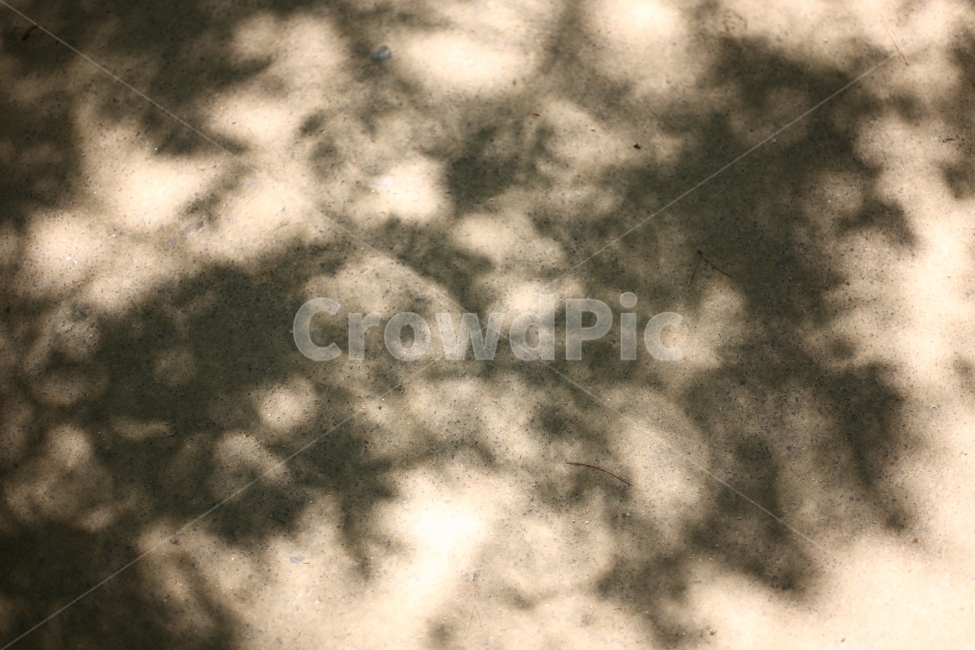 봄,여행,그림자,빛,대나무,실루엣,그림자,silhouette,shadow