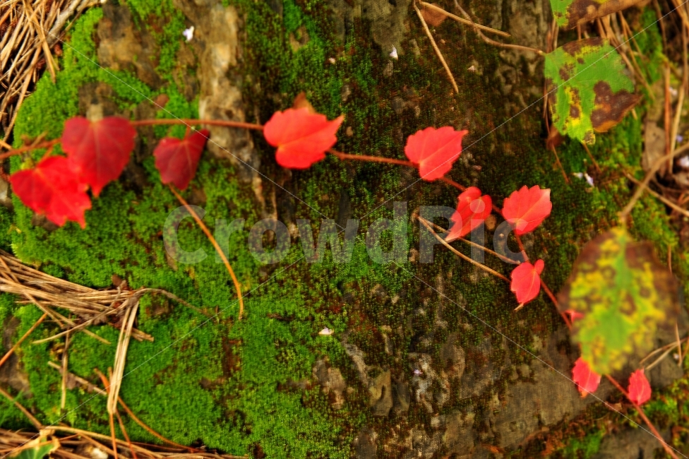단풍,가을,산,나뭇잎,이끼,가을,계절,fall,autumn,season,식물,자연,plants,nature,plant,leaf,잎