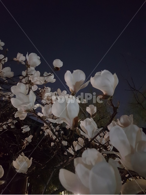 목련,꽃나무,꽃,flower,식물,자연,nature,plant,밤,봄,초봄,blossom,봄,계절,spring,season,야경,밤,풍경,nightscape,night,landscape