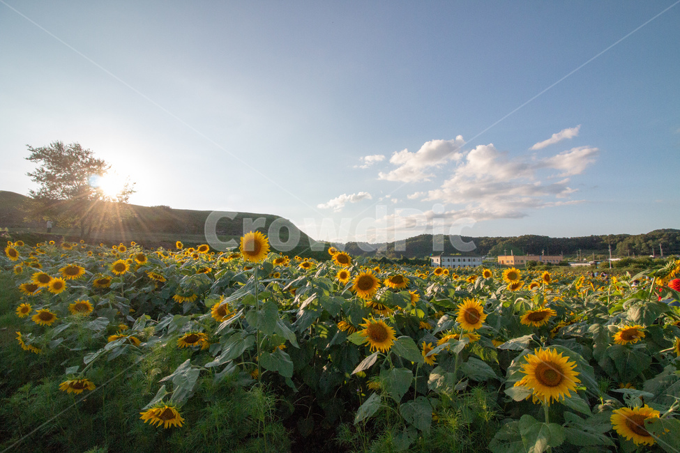 해바라기,하늘,산,꽃,sunflower,꽃밭,아웃포커싱,경기도,해바라기축제,역광,자연,풍경,backlit,식물,flower,nature,landscape,flowergarden,plants,자연,풍경,nature,landscape,식물,plants,꽃,flower,plant,blossom