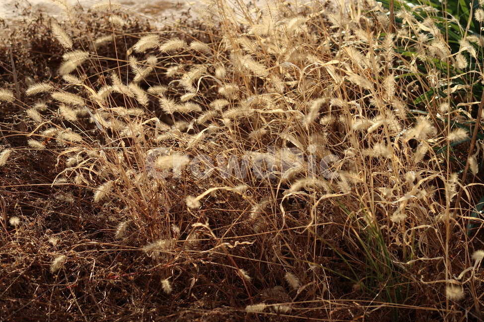 식물,강아지풀,낙옆,겨울,풍경,가을,계절,fall,autumn,season,식물,자연,plants,nature,plant