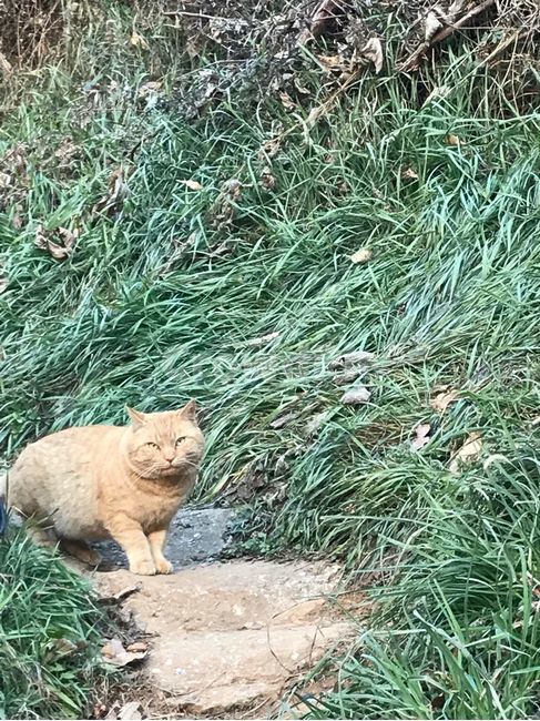 고양이,길고양이,들판,교감,초록색,동물,animal,포유류,mammal,고양이,cat,kitten,kitty