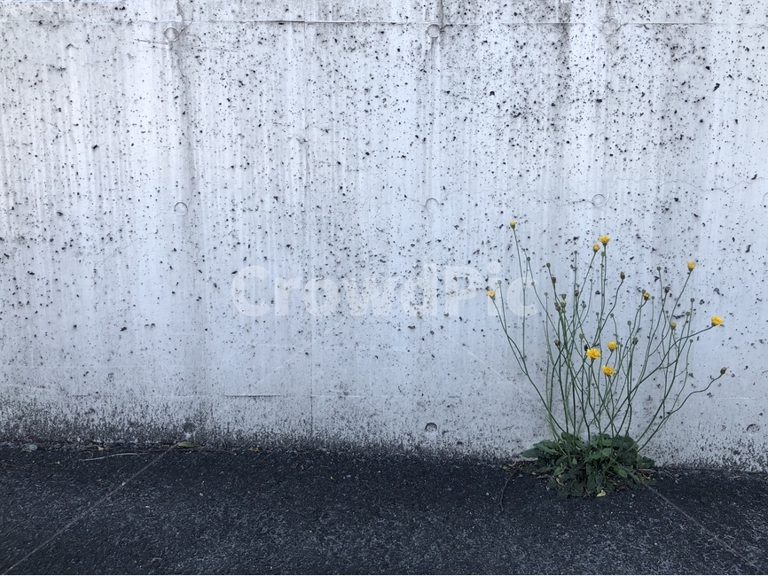 민들레,벽,꽃,노란꽃,봄