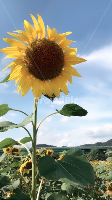 식물,plant,꽃,flower,해바라기