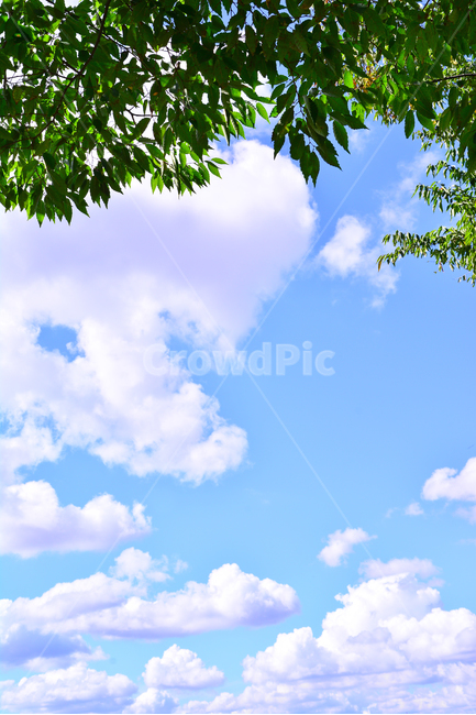 atmosphere,June,blue sky,clouds,air,scenery,cloud,leaves,weather,sunny,sky,green,wallpaper,vertical photography,nature,tree,clear,clean,clear day,fresh green,environment,blue,background,plant