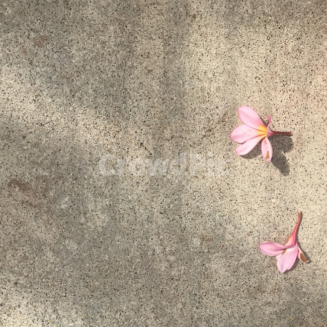 꽃,느낌,봄,봄감성,공백,감성,감성사진,flower,spring