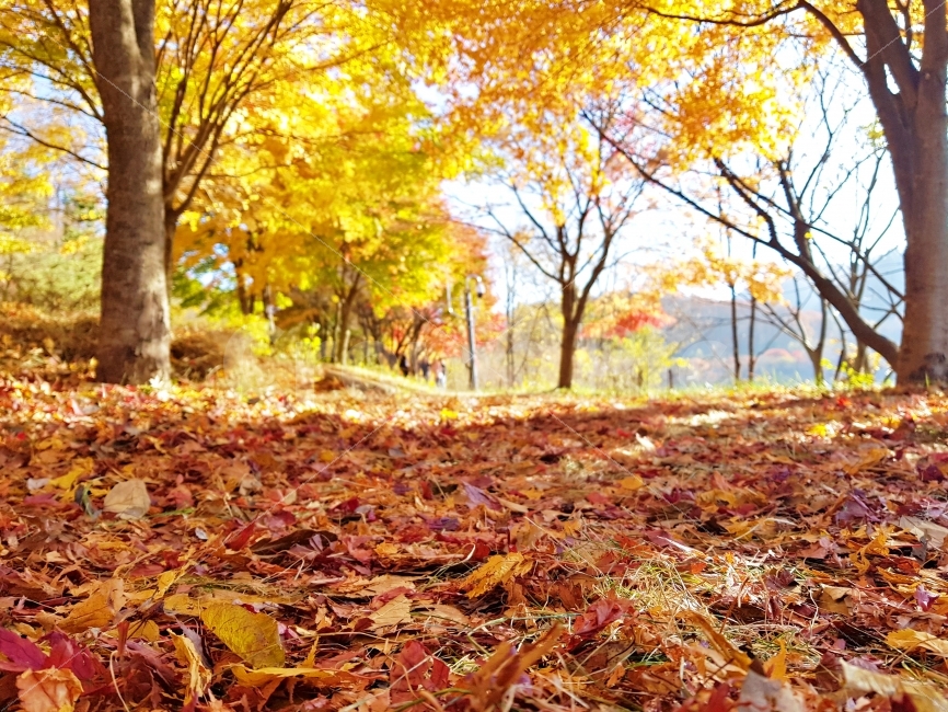 가을,낙엽길,단풍길,단풍놀이,단풍구경,가을느낌,가을,계절,fall,autumn,season,자연,풍경,nature,landscape,식물,plants,나무,trees,wood,plant,leaf,잎,tree,ground,바닥,maple,단풍