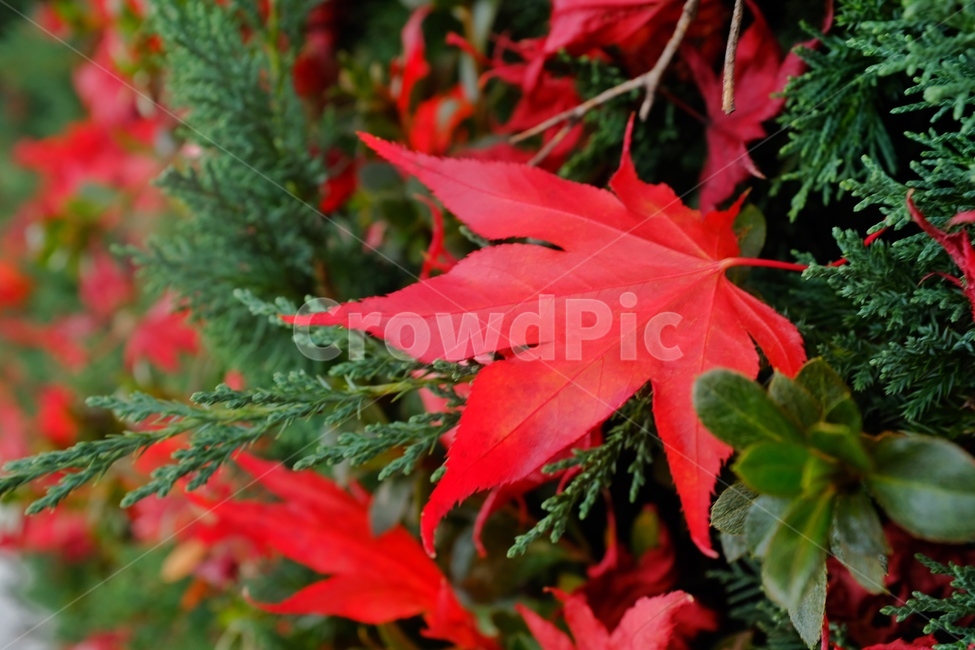 단풍,낙엽,red,가을,fall,가을,계절,fall,autumn,season,leaf,잎,plant,식물,tree,나무