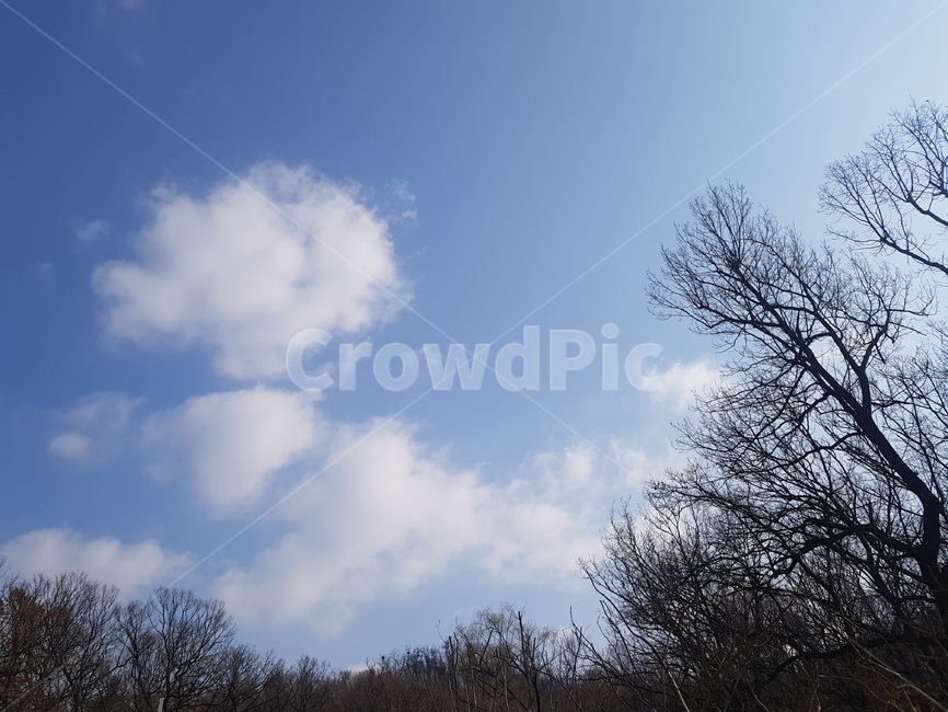 nature,자연,옥외,outdoors,날씨,weather,구름,나무,하늘