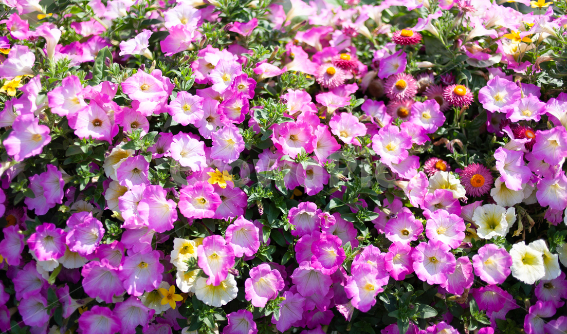 꽃,여름,flower,식물,plant