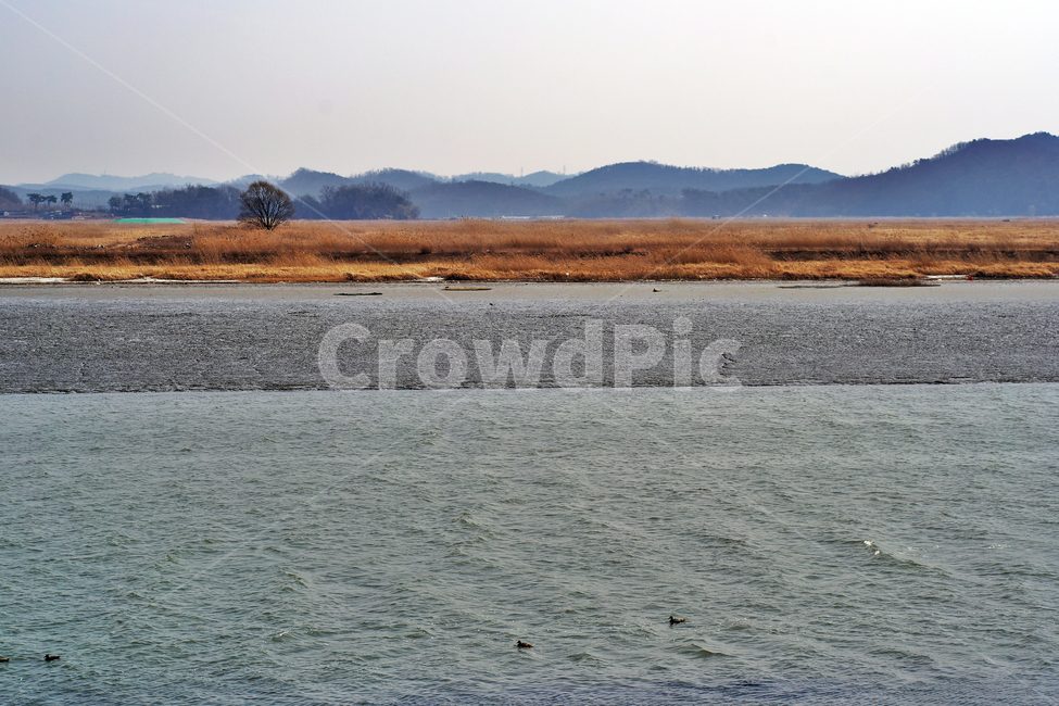 우음도,갈대,초원,시화호,시화방조제,화성시,간척지,바다,자연,풍경,nature,landscape