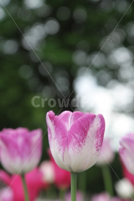 튜울립사진,꽃사진,식물사진,감성사진,튤립,식물,자연,plants,nature,꽃,flower