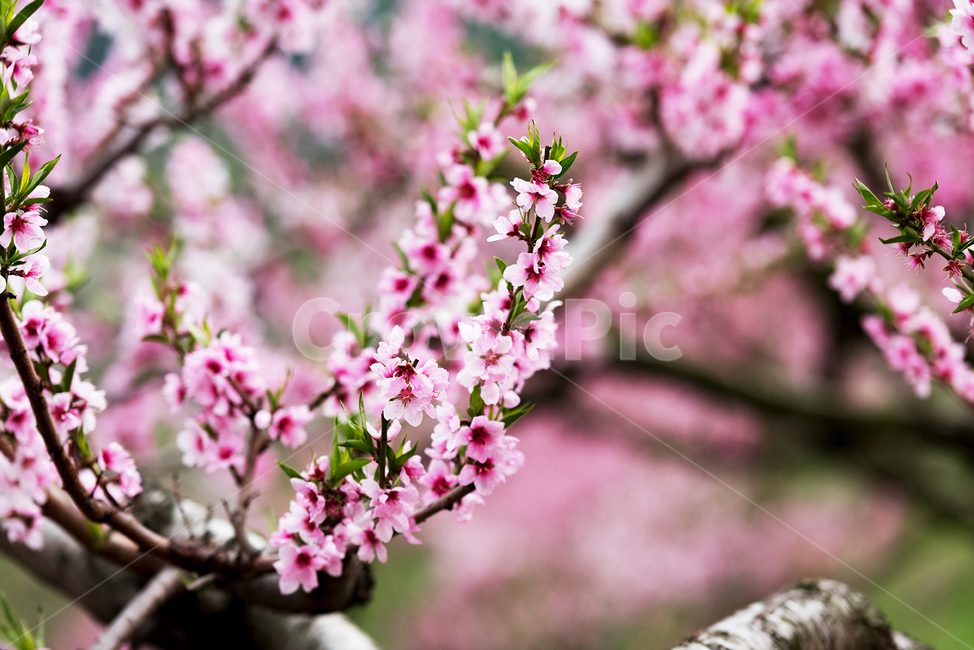 복숭아꽃,무릉도원,산골,시골풍경,복숭아가지,복숭아밭,산골마을풍경,봄,계절,spring,season,식물,자연,plants,nature,꽃,flower,plant,blossom