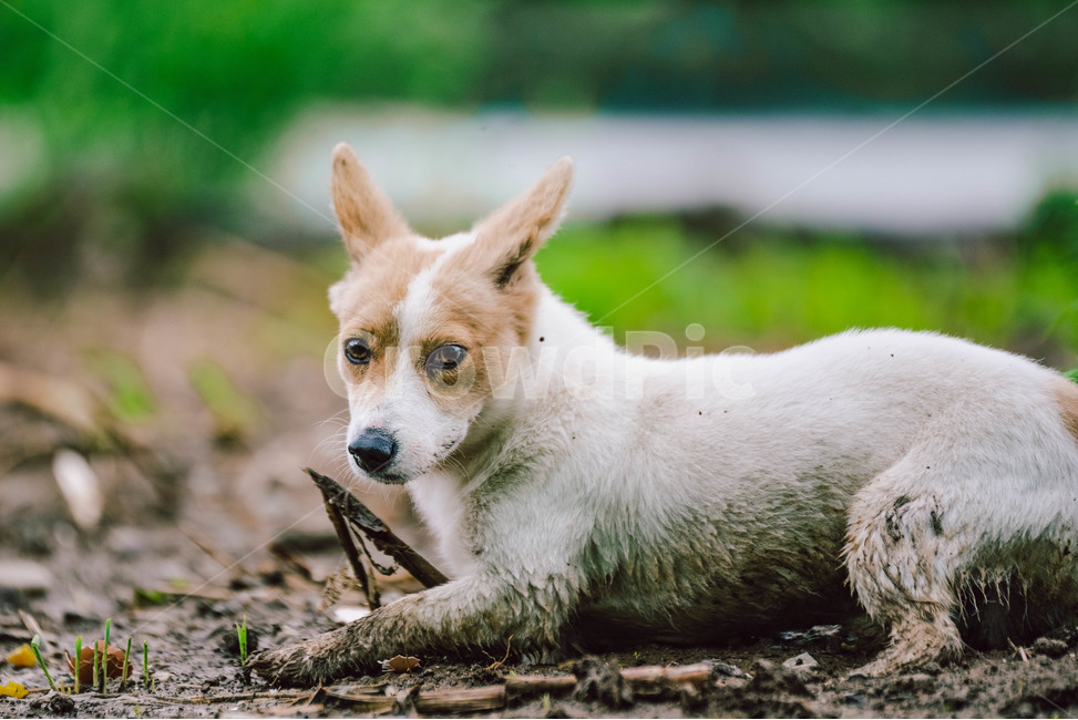 개,강아지,유기견,동물,dog,진흙,진흙탕,자연,귀여움,시골,동물,animal,포유류,mammal,개,강아지,dog,doggy