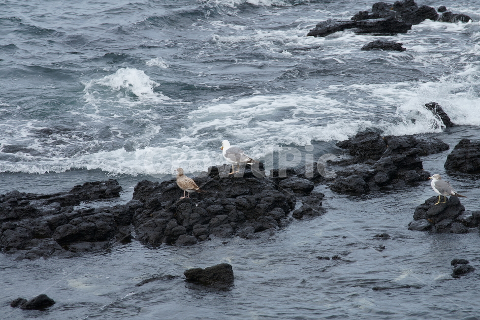 제주도,제주바다,갈매기,겨울바다,nature,koreanature,jejuisland,rocks,seagull,wintersea,sea