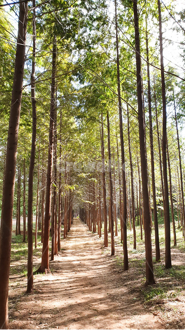 path,통로,vegetation,초목,plant,식물,tree,나무,outdoors,옥외,woodland,삼림지,nature,자연,forest,숲,land,땅,메타세콰이어,메타세콰이어길,식물,자연,plants,nature,나무,trees,wood