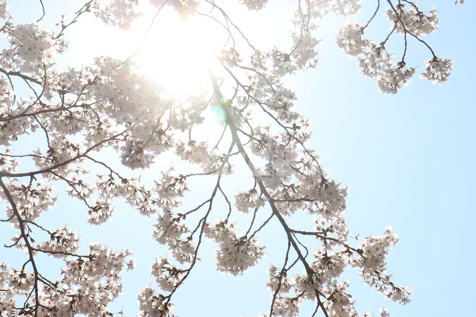 식물,벚꽃,꽃,blossom,flower,cherryblossom,plant,봄,계절,spring,season