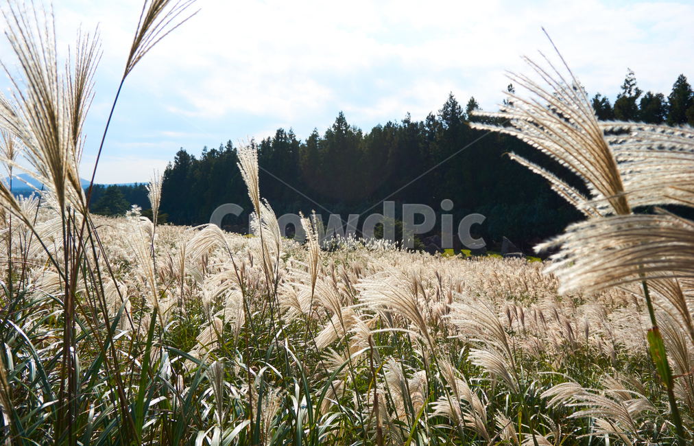 갈대,산굼부리,나무,구름,산,가을,계절,fall,autumn,season,자연,풍경,nature,landscape,grass,잔디,plant,식물,lawn,reed