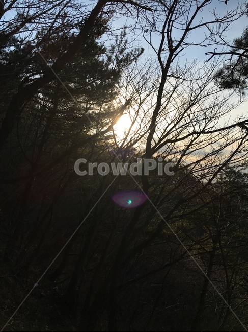flare,플레어,light,빛,산,식물,자연,plants,nature,나무,trees,wood