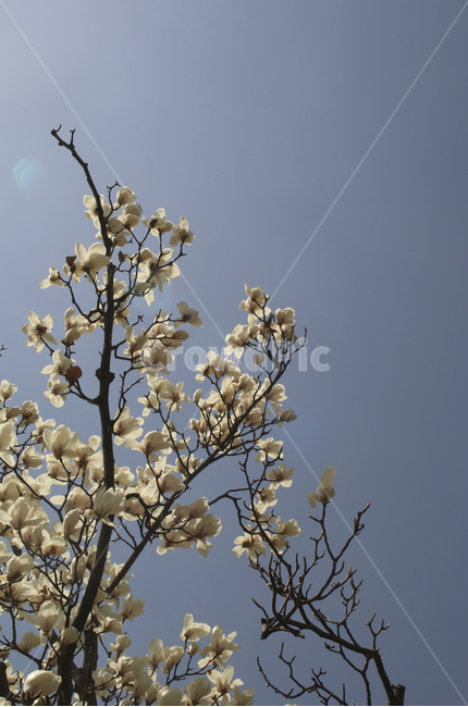 plant,식물,blossom,flower,꽃,spring,봄,봄꽃,흰꽃,하얀꽃,white,whiteflower,목련,백목련