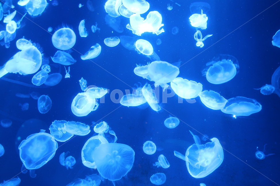 아쿠아리움,수족관,동물,수달,해파리,자연,aquarium,animal,otter,jellyfish,nature,물