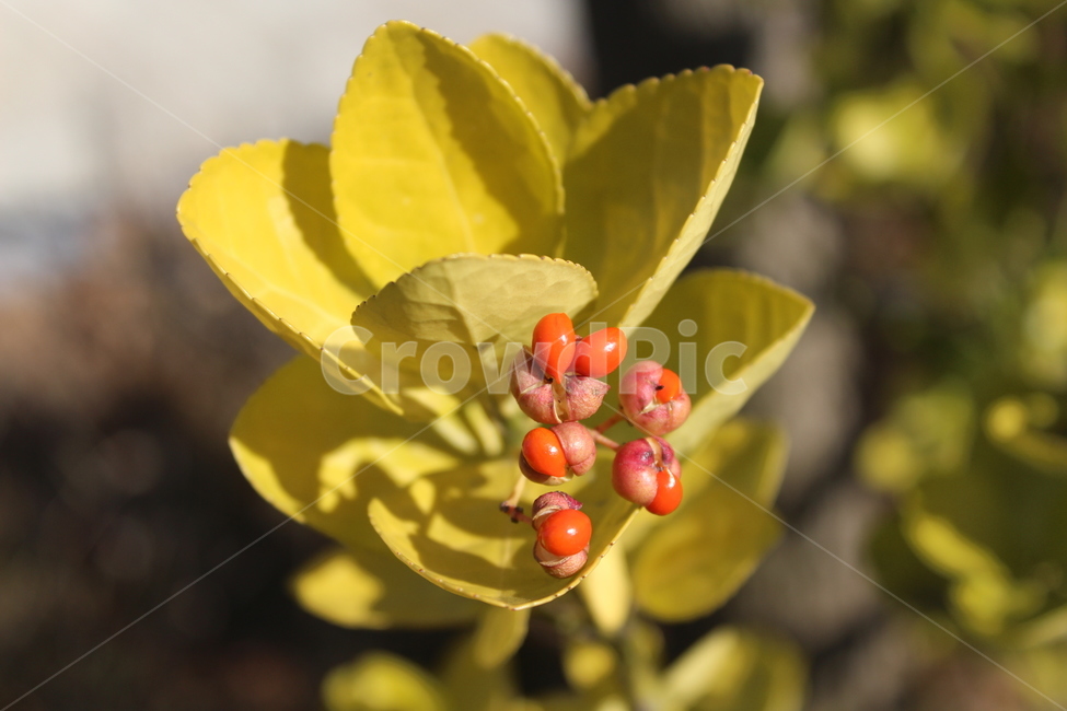 plant,식물,green,fruit,사철나무
