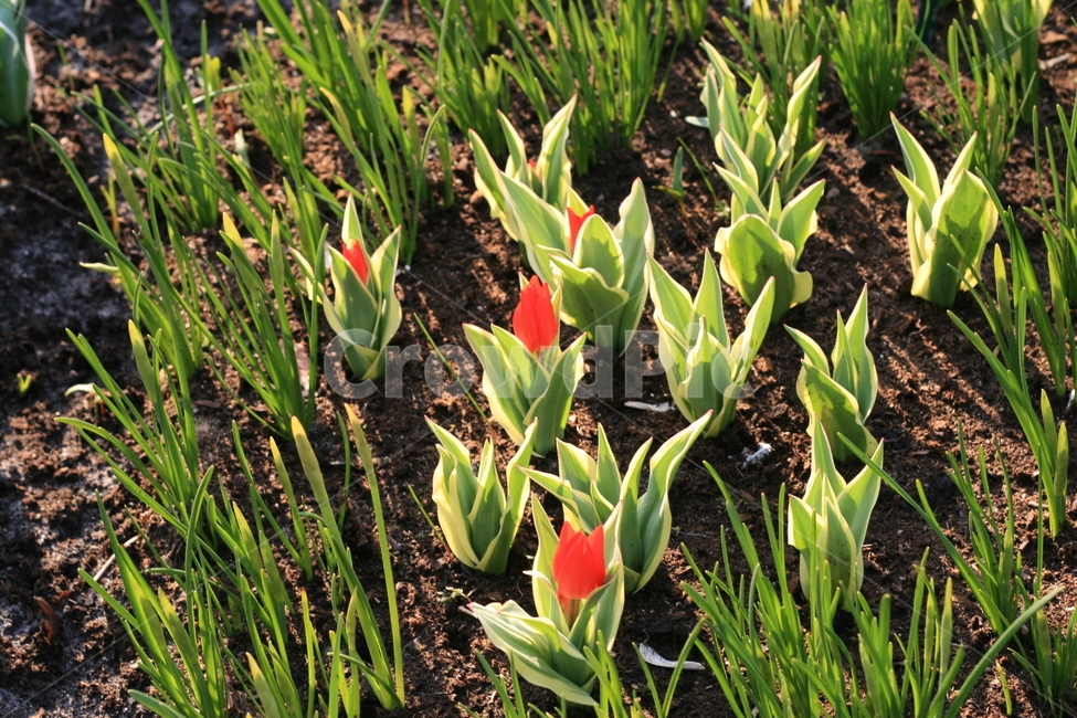 꽃,정원,튤립축제,식물,꽃밭,튤립,빨간꽃,분홍튤립,빨간튤립,분홍색꽃,pinktulip,flower,garden,tulip,redtulip,redflower,cutetulip,식물,자연,plants,nature,꽃,flower
