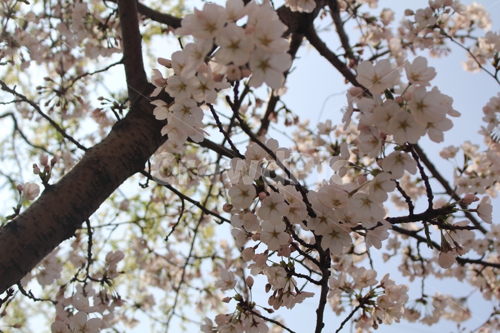 봄,벚꽃,나무,풍경,하늘,봄,계절,spring,season,식물,자연,plants,nature,꽃,flower,plant,blossom
