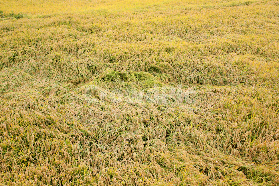 시골,농촌,풀,황금들판,황금들녘,벼,논,쌀,쌀농사,벼농사,농사,논농사,자연,농작물,가을,노랑,노란색,식물,농경지,필드,들판,황금,금색,산업,industry,industrial,농업,농사,agriculture,farming,farming industry