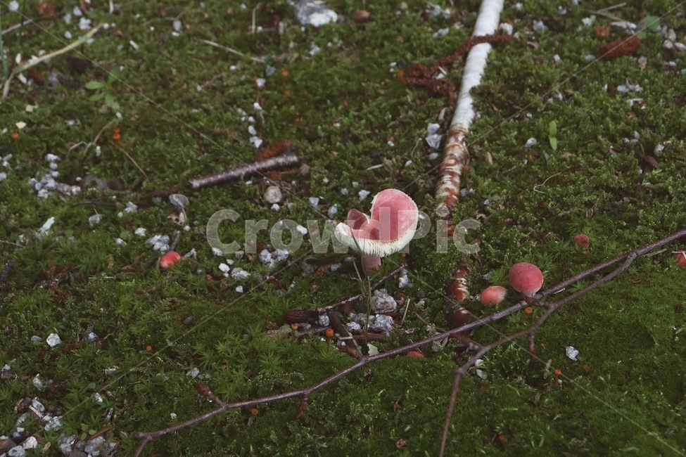 식물,plant,자연,계절,flower,nature,감성사진,감성,색상,색채,채도,색감,버섯,이끼,잎,풀,경치