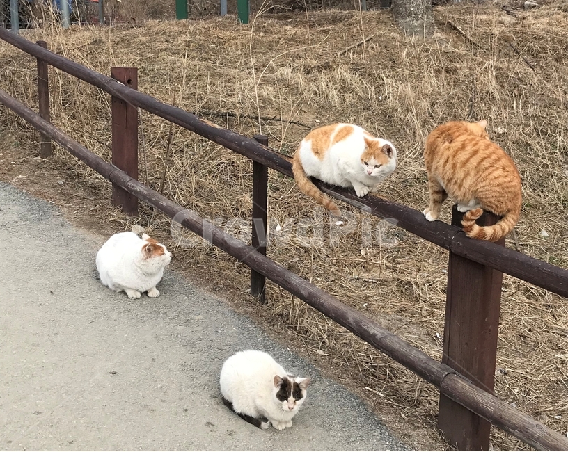 고양이,길고양이,동물,울타리,길냥이,식빵굽기