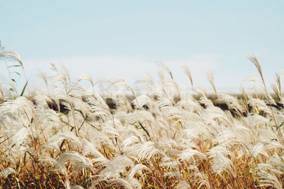 가을,억새,식물,자연,풍경,autumn,fall,plant,nature,landscape,가을,계절,fall,autumn,season,자연,풍경,nature,landscape,식물,plants,감성,sensible,feeling,grass,잔디,lawn,reed,갈대