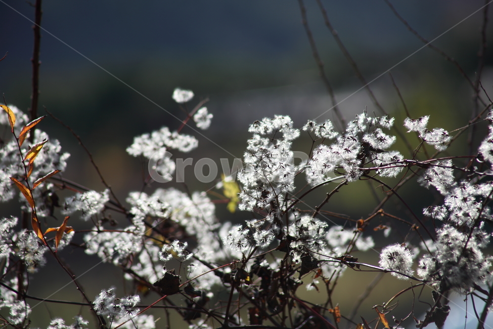 사위질빵,종자,씨앗,번식,clematisapiifolia,식물,자연,plants,nature,꽃,flower