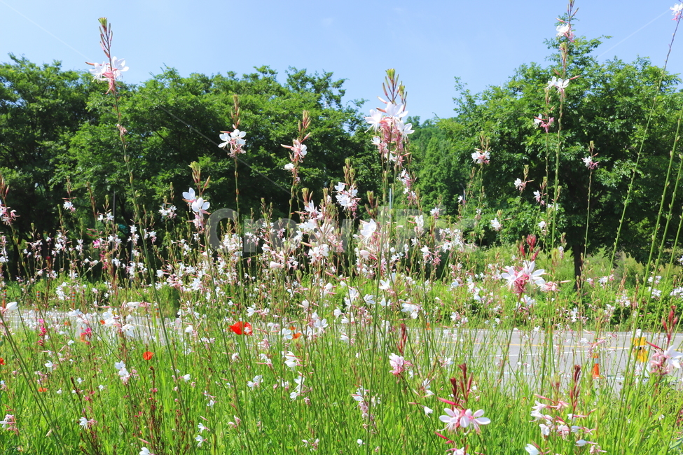 가우라,꽃,가우라꽃,식물,비늘꽃과,자연,풍경,백접초,식물,자연,plants,nature,꽃,flower